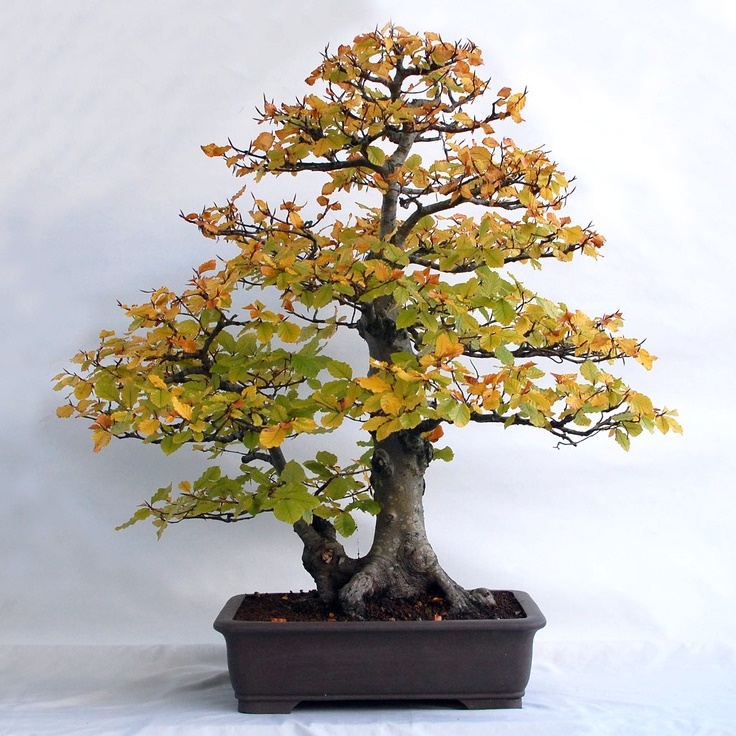 Fagus sylvatica - European Beech Bonsai & Bonsai eBook - 50 Seed Pack - Image 5