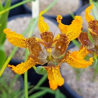 Ferraria welwitschii - 5 Seed Pack