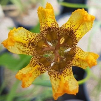 Ferraria welwitschii - 5 Seed Pack - Image 2