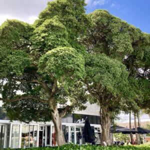 Ficus americana subsp. andicola - Andean Laurel Fig - 10 Seed Pack