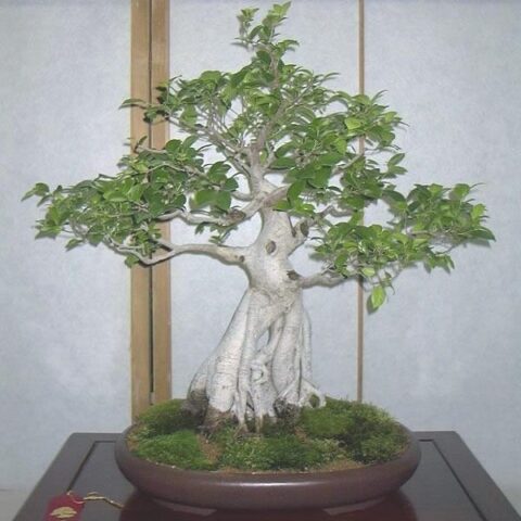 Ficus Religiosa - Bodhi Tree, Sacred Fig Bonsai & Bonsai EBook - 20 ...