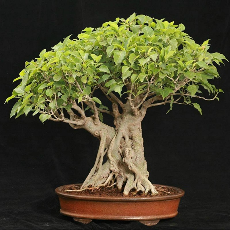 Ficus Religiosa - Bodhi Tree, Sacred Fig Bonsai & Bonsai EBook - 20 ...
