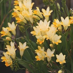 Freesia caryophyllacea - 3 Seed Pack