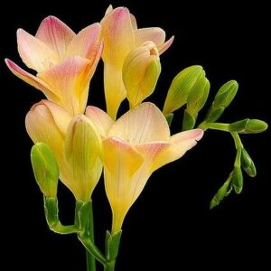 Freesia corymbosa - 3 Seed Pack