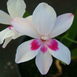 Freesia laxa - 5 Seed Pack