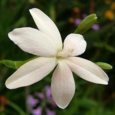 Freesia laxa - 5 Seed Pack - Image 2