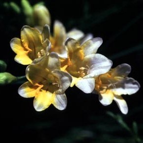 Freesia occidentalis - 5 Seed Pack