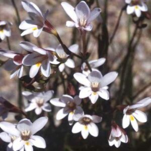 Freesia sparrmanii - 5 Seed Pack