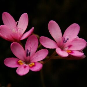 Freesia verrucosa - 3 Seed Pack