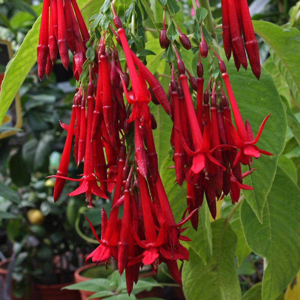 Fuchsia boliviana 'Red' - 100 Seed Pack - Image 2