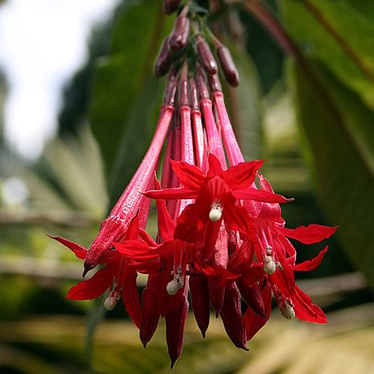 Fuchsia boliviana 'Red' - 100 Seed Pack - Image 4