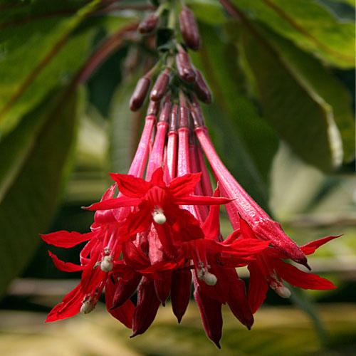 Fuchsia boliviana 'Red' - 100 Seed Pack