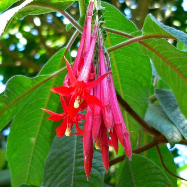 Fuchsia boliviana 'Red' - 100 Seed Pack - Image 3
