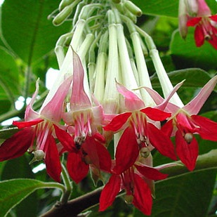 Fuchsia boliviana 'White' - 10 Seed Pack - Image 2