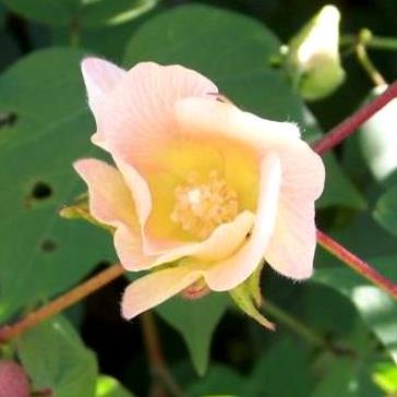 Gossypium herbaceum - Levant Cotton - 5 Seed Pack