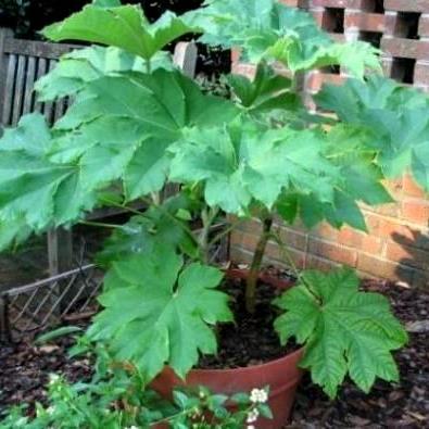 Gossypium herbaceum - Levant Cotton - 5 Seed Pack - Image 2