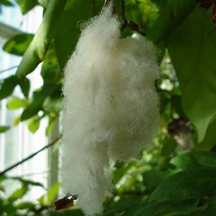 Gossypium herbaceum - Levant Cotton - 5 Seed Pack - Image 3