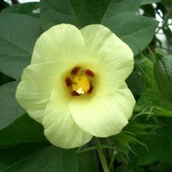 Gossypium herbaceum - Levant Cotton - 5 Seed Pack - Image 4
