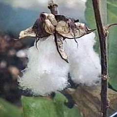 Gossypium herbaceum - Levant Cotton - 5 Seed Pack - Image 5