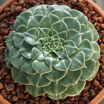 Graptopetalum bellum - 10+ Seed Pack - Image 2
