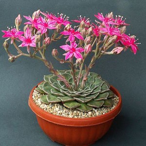 Graptopetalum bellum - 10+ Seed Pack - Image 3