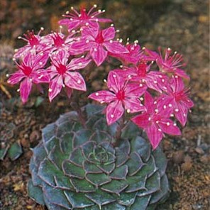 Graptopetalum bellum - 10+ Seed Pack - Image 4