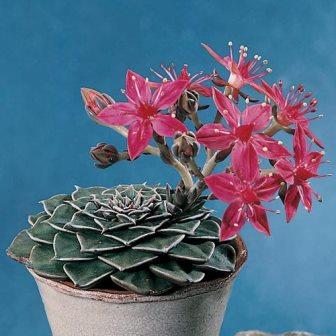 Graptopetalum bellum - 10+ Seed Pack - Image 6