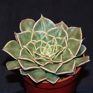 Graptopetalum bellum - 10+ Seed Pack - Image 7