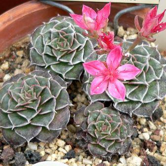 Graptopetalum bellum - 10+ Seed Pack - Image 8