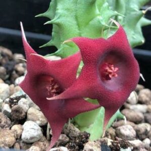 Huernia aspera - 5 Seed Pack