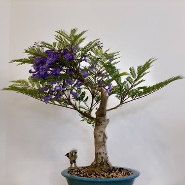 Jacaranda caucana - Blue Flamboyant Bonsai & Bonsai eBook - 10 Seed Pack - Image 4