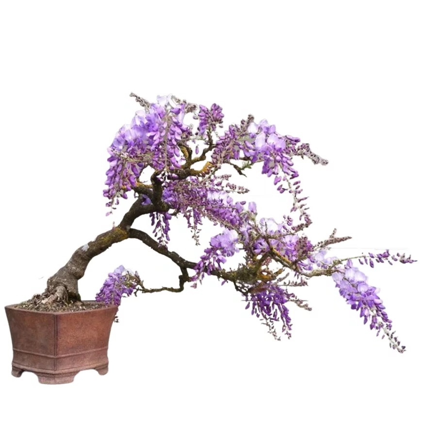 Jacaranda caucana - Blue Flamboyant Bonsai & Bonsai eBook - 10 Seed Pack