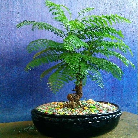 Jacaranda caucana - Blue Flamboyant Bonsai & Bonsai eBook - 10 Seed Pack - Image 3