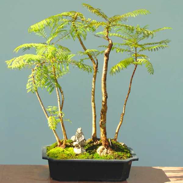 Jacaranda caucana - Blue Flamboyant Bonsai & Bonsai eBook - 10 Seed Pack - Image 5