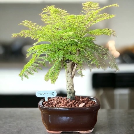 Jacaranda caucana - Blue Flamboyant Bonsai & Bonsai eBook - 10 Seed Pack - Image 2