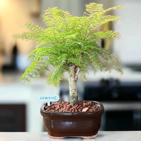 Jacaranda caucana - Blue Flamboyant Bonsai & Bonsai eBook - 10 Seed Pack - Image 6
