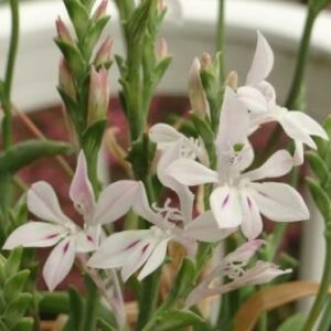 Lapeirousia divaricata - Kabong, Paletblaar - 5 Seed Pack