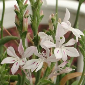 Lapeirousia divaricata - Kabong, Paletblaar - 5 Seed Pack