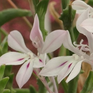 Lapeirousia divaricata - Kabong, Paletblaar - 5 Seed Pack - Image 2