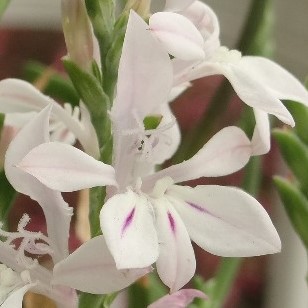 Lapeirousia divaricata - Kabong, Paletblaar - 5 Seed Pack - Image 3