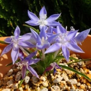 Lapeirousia montana - 5 Seed Pack