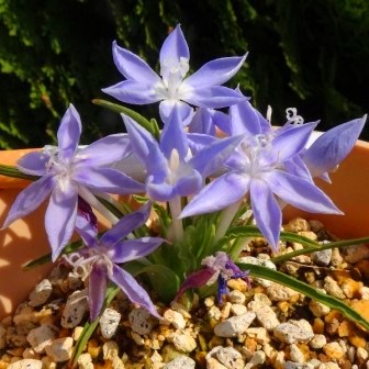 Lapeirousia montana - 5 Seed Pack