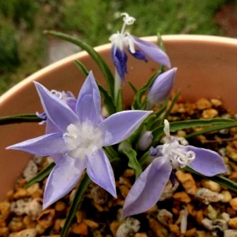 Lapeirousia montana - 5 Seed Pack - Image 2