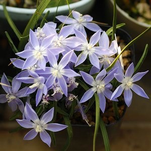 Lapeirousia montana - 5 Seed Pack - Image 3