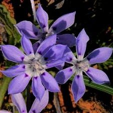 Lapeirousia plicata - 5 Seed Pack