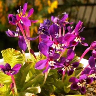 Lapeirousia pyramidalis ssp. regalis - 5 Seed Pack