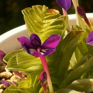 Lapeirousia pyramidalis ssp. regalis - 5 Seed Pack - Image 2