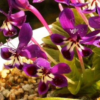 Lapeirousia pyramidalis ssp. regalis - 5 Seed Pack - Image 3
