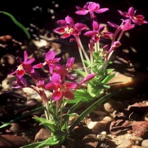 Lapeirousia pyramidalis ssp. regalis - 5 Seed Pack - Image 4