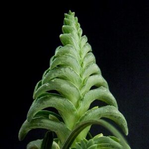 Lapeirousia pyramidalis ssp. pyramidalis - 5 Seed Pack